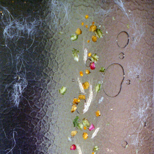 Suho cvetje v steklu